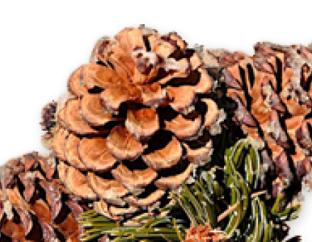 three brown bristelcone pinecones 