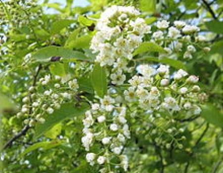 Choke cherry bush photo with white flowers