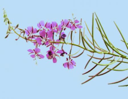 fireweed photo, showing pink flowers
