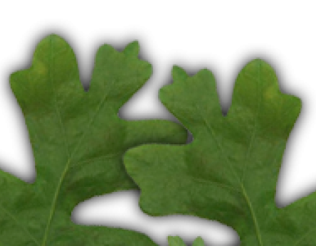 two gamble oak leaves 