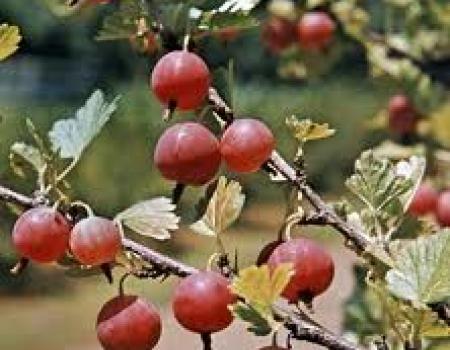 Gooseberries on branches