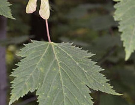 Green rocky mountain maple leaf