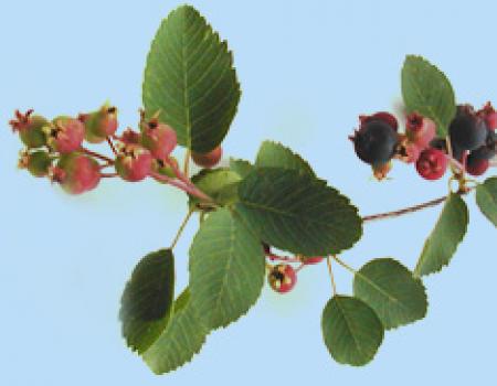 serviceberry branch photo